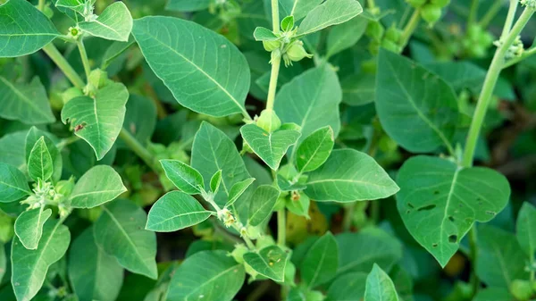 Withania somnifera plant known as Ashwagandha. Indian ginseng herbs, poison gooseberry, or winter cherry. Ashwagandha Benefits For Weight Loss and healthcare