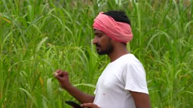 Genç mutlu Hintli çiftçi akıllı telefon kullanarak tarım yeşil tarlasında, internet bankacılığı, 5G ağ teknolojisi konsepti, geleneksel kurta kıyafeti giyen erkek.