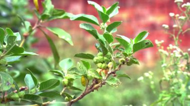 Withania somnifera plant known as Ashwagandha. Indian ginseng herbs, poison gooseberry, or winter cherry. Ashwagandha Benefits For Weight Loss and healthcare