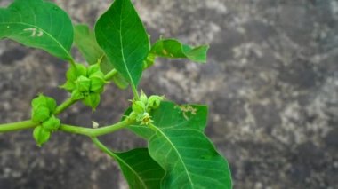Withania somnifera plant known as Ashwagandha. Indian ginseng herbs, poison gooseberry, or winter cherry. Ashwagandha Benefits For Weight Loss and healthcare