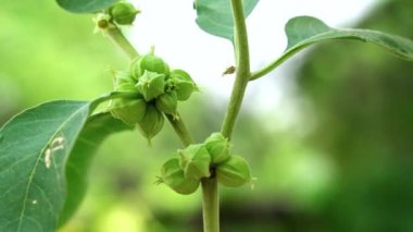Withania somnifera plant known as Ashwagandha. Indian ginseng herbs, poison gooseberry, or winter cherry. Ashwagandha Benefits For Weight Loss and healthcare