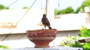 Hadi Myna. Bir yaz günü kuş havuzunda oturan bir kuş. Kuş içme suyu. Susamış kuş..