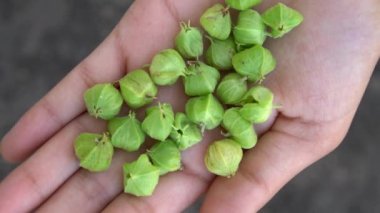 Withania somnifera plant known as Ashwagandha. Indian ginseng herbs, poison gooseberry, or winter cherry. Ashwagandha Benefits For Weight Loss and healthcare