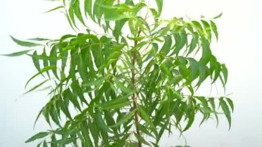 Neem çubuklu meyve ve beyaz arka planda izole edilmiş neem yaprağı. Neem mükemmel bir nemlendiricidir ve böcek öldürücü ve tıbbi özellikleri olan çeşitli bileşikler içerir..