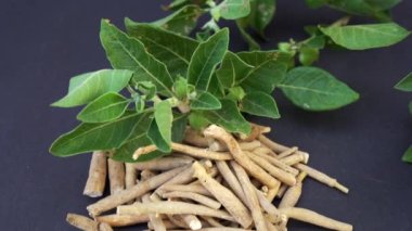 Withania somnifera plant known as Ashwagandha. Indian ginseng herbs, poison gooseberry, or winter cherry. Ashwagandha Benefits For Weight Loss and healthcare