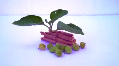 Withania somnifera plant known as Ashwagandha. Indian ginseng herbs, poison gooseberry, or winter cherry. Ashwagandha Benefits For Weight Loss and healthcare
