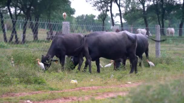 Velký Starý Mys Buffalo Dagga Bulls Syncerus Caffer Travnaté Pláni — Stock video