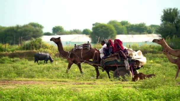 Camelos Carruagem Equitação Campo — Vídeo de Stock