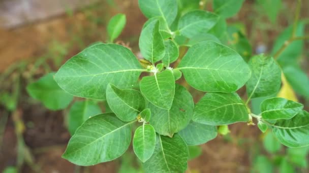 Withania Somnifera Plant Known Ashwagandha Indian Ginseng Herbs Poison Gooseberry — Video