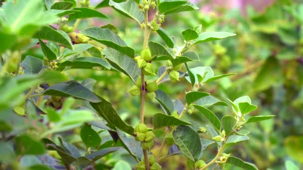 Withania Somnifera Plant Known Ashwagandha Indian Ginseng Herbs Poison Gooseberry — ストック動画