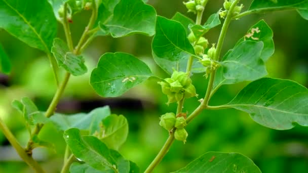 Withania Somnifera Plant Known Ashwagandha Indian Ginseng Herbs Poison Gooseberry — Wideo stockowe