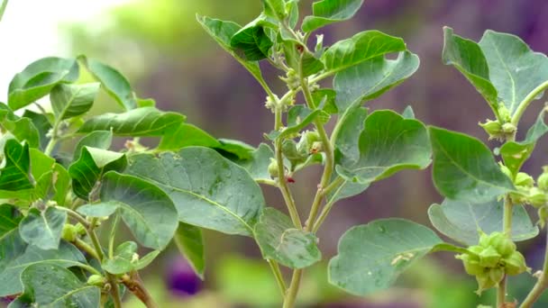 Withania Somnifera Plant Known Ashwagandha Indian Ginseng Herbs Poison Gooseberry — Stockvideo