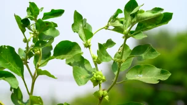 Withania Somnifera Растение Известное Ashwagandha Индийский Женьшень Травы Крыжовник Зимняя — стоковое видео