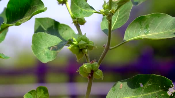 Withania Somnifera Plant Known Ashwagandha Indian Ginseng Herbs Poison Gooseberry — Wideo stockowe