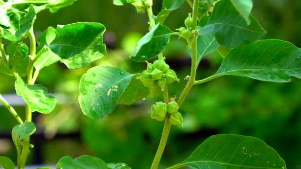 Withania Somnifera Φυτό Γνωστό Ashwagandha Ινδικά Βότανα Τζίνσενγκ Δηλητηριασμένο Φραγκοστάφυλο — Αρχείο Βίντεο