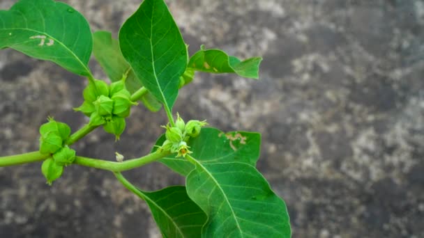Withania Somnifera Plant Known Ashwagandha Indian Ginseng Herbs Poison Gooseberry — Vídeo de stock