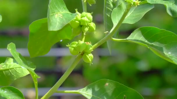 Withania Somnifera Plant Known Ashwagandha Indian Ginseng Herbs Poison Gooseberry — 图库视频影像