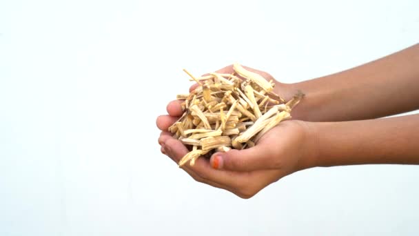 Ashwagandha Suchý Kořen Léčivé Byliny Čerstvými Listy Také Známý Jako — Stock video