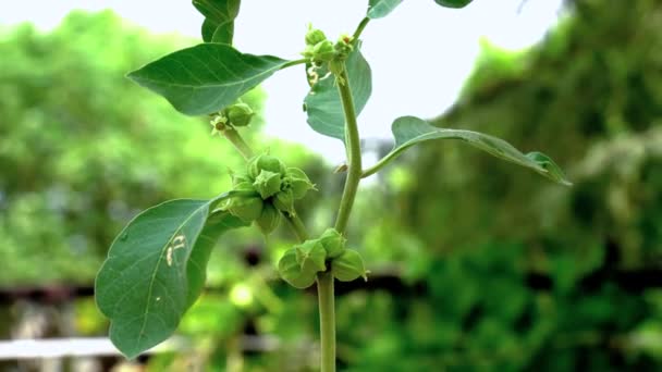 Withania Somnifera Plant Known Ashwagandha Indian Ginseng Herbs Poison Gooseberry — Vídeo de Stock