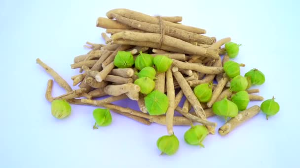 Withania Somnifera Plant Known Ashwagandha Indian Ginseng Herbs Poison Gooseberry — Videoclip de stoc