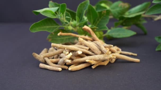 Withania Somnifera Plant Known Ashwagandha Indian Ginseng Herbs Poison Gooseberry — Vídeos de Stock