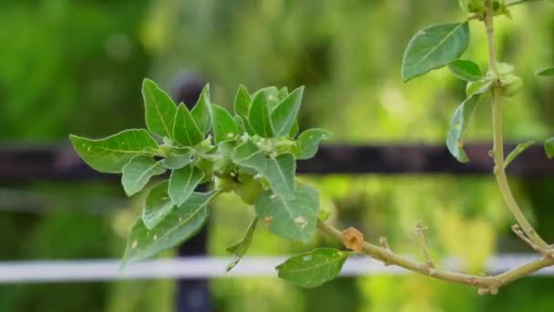 Ashwagandha Dry Root Medicinal Herb Tuoreilla Lehdillä Jotka Tunnetaan Myös — kuvapankkivideo