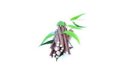 Neem mükemmel bir nemlendiricidir ve böcek öldürücü ve tıbbi özellikleri olan çeşitli bileşikler içerir. Azadirachta indica - Neem ağacı yapraklarının bir dalı. Doğal tıp, Neem ağacı, doğal tıp.