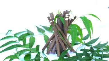 Neem mükemmel bir nemlendiricidir ve böcek öldürücü ve tıbbi özellikleri olan çeşitli bileşikler içerir. Azadirachta indica - Neem ağacı yapraklarının bir dalı. Doğal tıp, Neem ağacı, doğal tıp.
