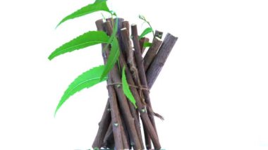 Neem mükemmel bir nemlendiricidir ve böcek öldürücü ve tıbbi özellikleri olan çeşitli bileşikler içerir. Azadirachta indica - Neem ağacı yapraklarının bir dalı. Doğal tıp, Neem ağacı, doğal tıp.