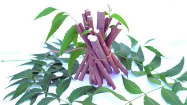Neem mükemmel bir nemlendiricidir ve böcek öldürücü ve tıbbi özellikleri olan çeşitli bileşikler içerir. Azadirachta indica - Neem ağacı yapraklarının bir dalı. Doğal tıp, Neem ağacı, doğal tıp.