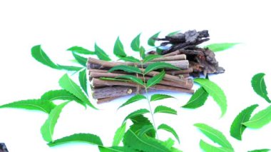 Neem mükemmel bir nemlendiricidir ve böcek öldürücü ve tıbbi özellikleri olan çeşitli bileşikler içerir. Azadirachta indica - Neem ağacı yapraklarının bir dalı. Doğal tıp, Neem ağacı, doğal tıp.