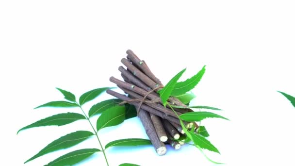 尼姆是一种很好的保湿产品 含有多种具有杀虫和药用价值的化合物 Azadirachta Indica 刺槐的枝叶 自然医学 尼姆树 自然医学 — 图库视频影像