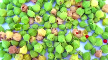 Ashwagandha Kuru Kök Şifalı Bitki ve Taze Yapraklar, Withania Somnifera, Ashwagandha, Indian Ginseng, Poison Gooseberry, veya Winter Cherry olarak da bilinir..