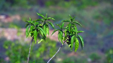 Justicia adhatoda (İngilizce: Justicia adhatoda, yaygın olarak Malabar fındığı, yetişkinlik, adhatoda, vasa veya vasaka olarak bilinir), Siddha Tıp, Ayurvedic, homeopati ve Unani Sys 'de yaygın olarak kullanılan bir şifalı bitkidir.