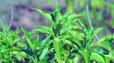 Justicia adhatoda (İngilizce: Justicia adhatoda, yaygın olarak Malabar fındığı, yetişkinlik, adhatoda, vasa veya vasaka olarak bilinir), Siddha Tıp, Ayurvedic, homeopati ve Unani Sys 'de yaygın olarak kullanılan bir şifalı bitkidir.