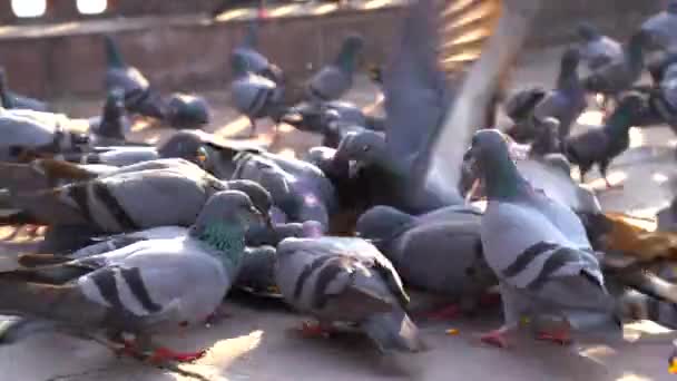 印度鸽子或岩鸽 Indian Pigeons Rock Doves 岩鸽或鸟类科的普通鸽子 在一般用法中 这种鸟通常被简称为 — 图库视频影像