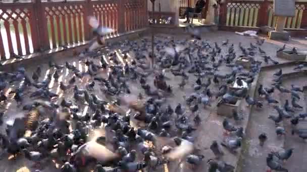 Indian Pigeons Rock Doves Skalní Holubi Skalní Holubi Nebo Obyčejní — Stock video