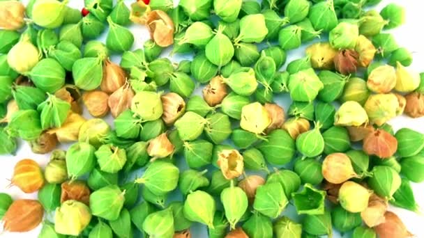 Ashwagandha Φρούτα Φυτικό Φάρμακο Withania Somnifera Φυτό Γνωστό Ashwagandha Ινδικά — Αρχείο Βίντεο