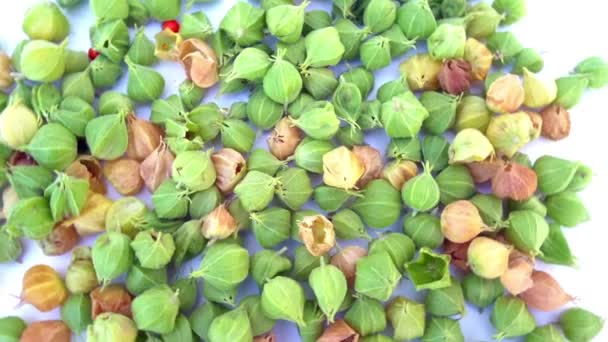 Ashwagandha Φρούτα Φυτικό Φάρμακο Withania Somnifera Φυτό Γνωστό Ashwagandha Ινδικά — Αρχείο Βίντεο