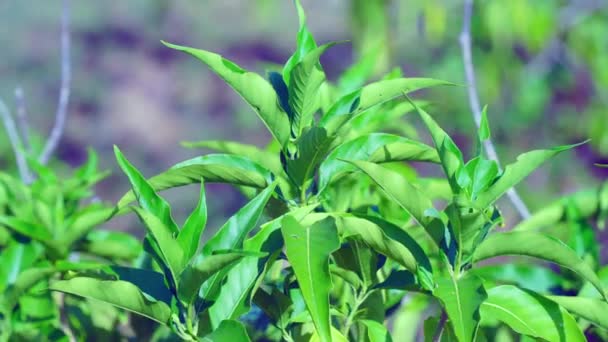 Justicia Adhatoda 是一种原产于亚洲的药用植物 广泛应用于西达医药 阿育吠陀 顺势疗法和乌纳尼疗法中 — 图库视频影像