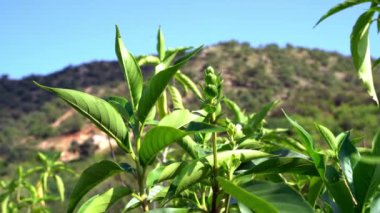 Justicia adhatoda (İngilizce: Justicia adhatoda, yaygın olarak Malabar fındığı, yetişkinlik, adhatoda, vasa veya vasaka olarak bilinir), Siddha Tıp, Ayurvedic, homeopati ve Unani Sys 'de yaygın olarak kullanılan bir şifalı bitkidir.