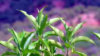 Justicia adhatoda (İngilizce: Justicia adhatoda, yaygın olarak Malabar fındığı, yetişkinlik, adhatoda, vasa veya vasaka olarak bilinir), Siddha Tıp, Ayurvedic, homeopati ve Unani Sys 'de yaygın olarak kullanılan bir şifalı bitkidir.