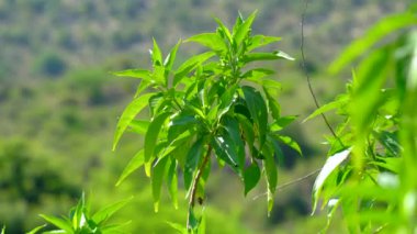 Justicia adhatoda (İngilizce: Justicia adhatoda, yaygın olarak Malabar fındığı, yetişkinlik, adhatoda, vasa veya vasaka olarak bilinir), Siddha Tıp, Ayurvedic, homeopati ve Unani Sys 'de yaygın olarak kullanılan bir şifalı bitkidir.