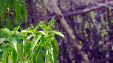Justicia adhatoda (İngilizce: Justicia adhatoda, yaygın olarak Malabar fındığı, yetişkinlik, adhatoda, vasa veya vasaka olarak bilinir), Siddha Tıp, Ayurvedic, homeopati ve Unani Sys 'de yaygın olarak kullanılan bir şifalı bitkidir.