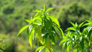 Justicia adhatoda (İngilizce: Justicia adhatoda, yaygın olarak Malabar fındığı, yetişkinlik, adhatoda, vasa veya vasaka olarak bilinir), Siddha Tıp, Ayurvedic, homeopati ve Unani Sys 'de yaygın olarak kullanılan bir şifalı bitkidir.