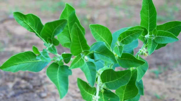 Ashwagandha Erva Medicinal Raiz Seca Com Folhas Frescas Também Conhecida — Vídeo de Stock