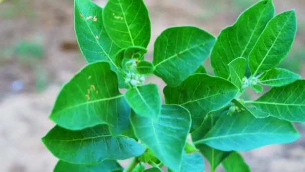 Ashwagandha Dry Root Medicinal Herb Φρέσκα Φύλλα Επίσης Γνωστή Withania — Αρχείο Βίντεο