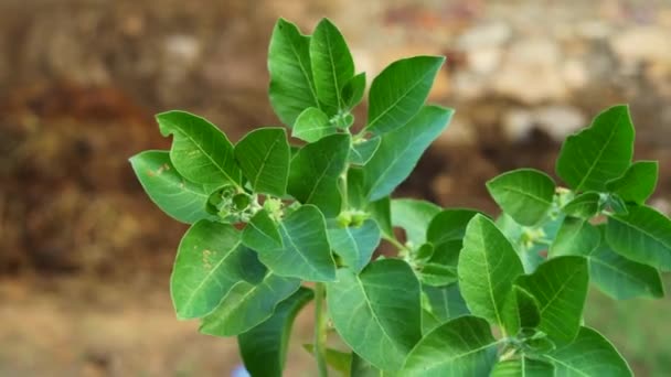 具有新鲜叶子的Ashwagandha干根药草 也被称为Withania Somnifera Ashwagandha Indian Ginseng Poison Gooseberry或Winter Cherry 因白人背景而被隔离 — 图库视频影像