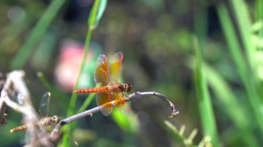 Yeşil yapraklı kırmızı bir yusufçuğa yaklaş. 