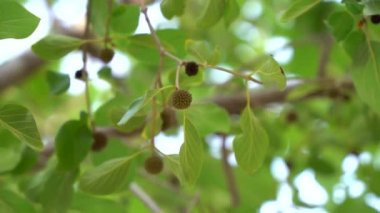 Neolamarckia cadamba, Anthocephalus cadamba olarak da bilinir.